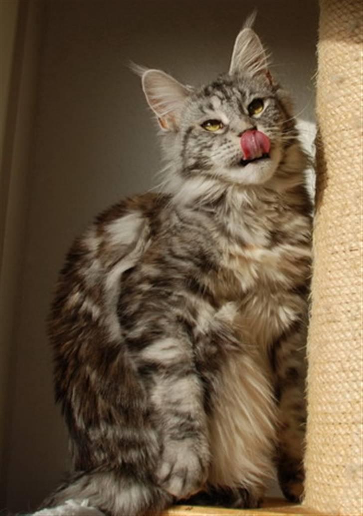 Maine Coon D*Woodwalker Whimpy billede 3