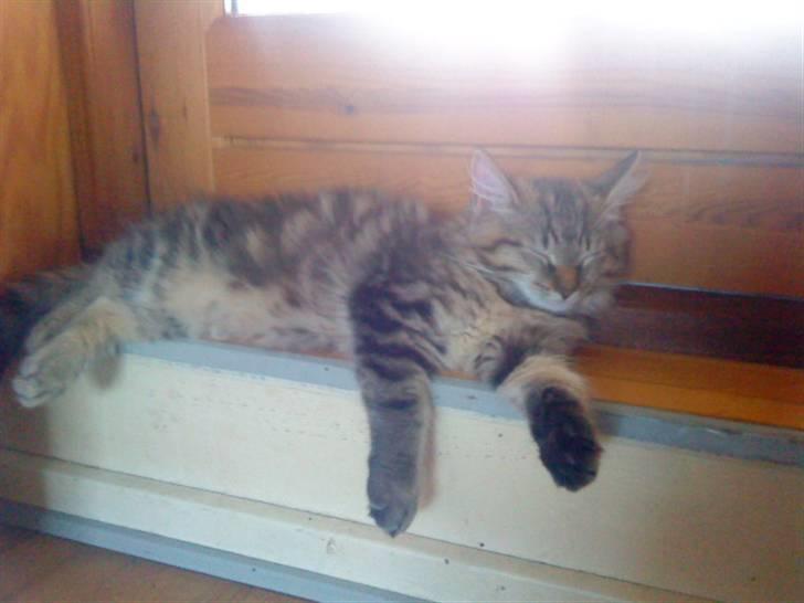 Maine Coon Bolt billede 6