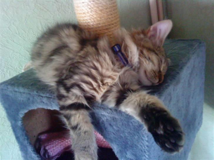 Maine Coon Bolt - Også en god sove stilling billede 7