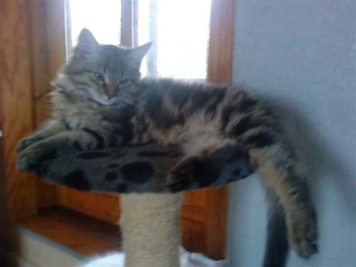 Maine Coon Bolt billede 8