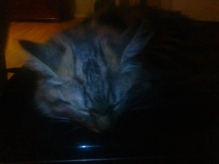 Maine Coon Bolt - At ligge på en bærbar, er bare det bedste. billede 9