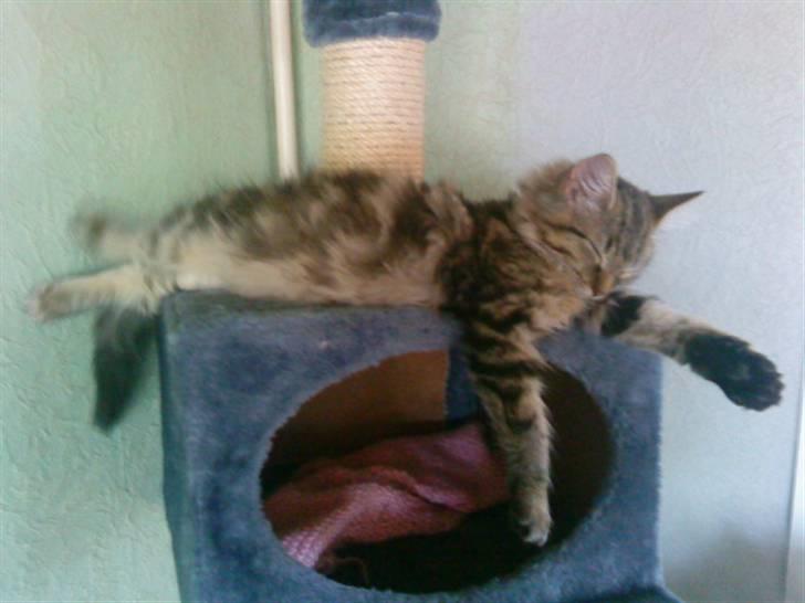 Maine Coon Bolt - Rigtig god sove stilling billede 10