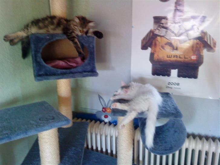 Maine Coon Bolt - Dejligt med et kræssetræ til mig og søs billede 11