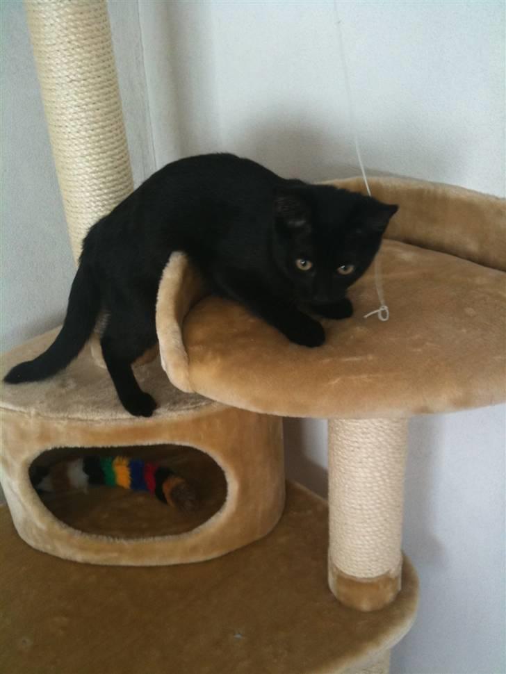 Blanding af racer Putte billede 4