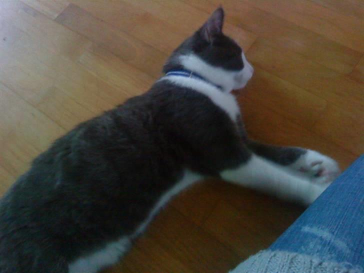 Huskat Simba (Udekat pr.27/4-10 billede 11