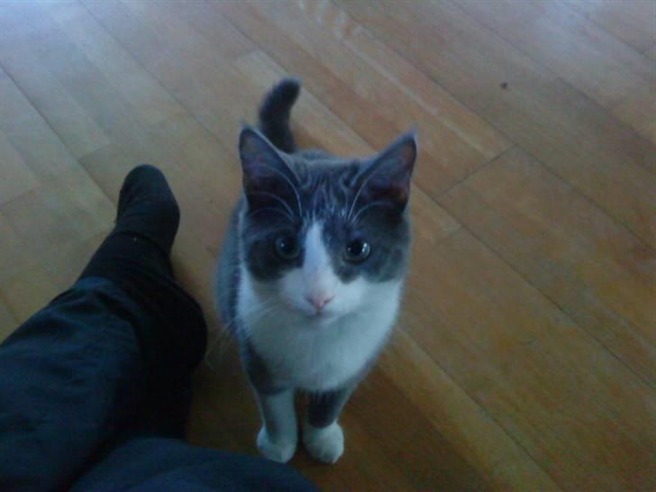 Huskat Simba (Udekat pr.27/4-10 - Hvad mond de har til mig denne gang billede 12