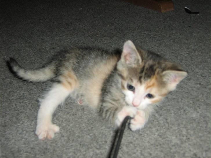 Huskat Cecil billede 8