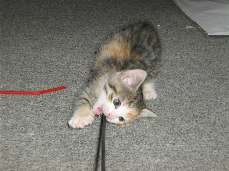 Huskat Cecil billede 9