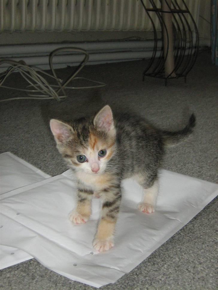 Huskat Cecil billede 10