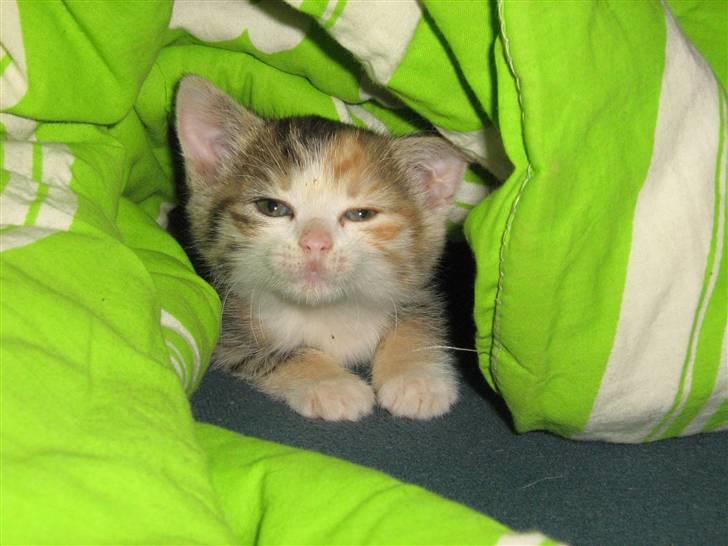 Huskat Cecil billede 11