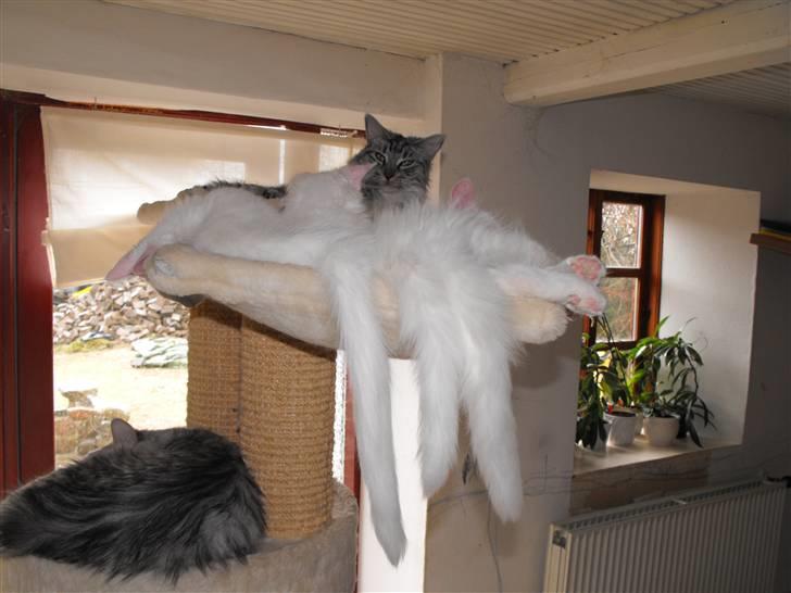 Maine Coon CH.SnowAngels Cassiopeia R.I.P billede 12