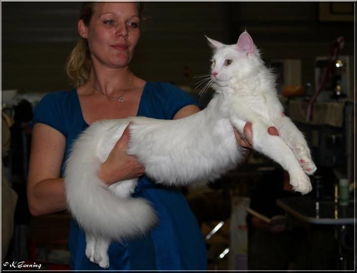 Maine Coon CH.SnowAngels Cassiopeia R.I.P billede 13