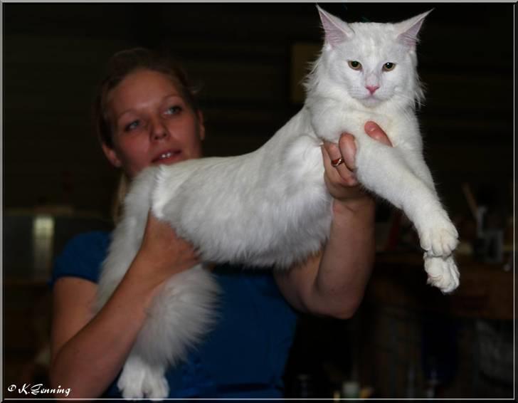 Maine Coon CH.SnowAngels Cassiopeia R.I.P billede 14