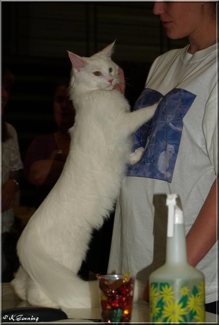 Maine Coon CH.SnowAngels Cassiopeia R.I.P billede 15