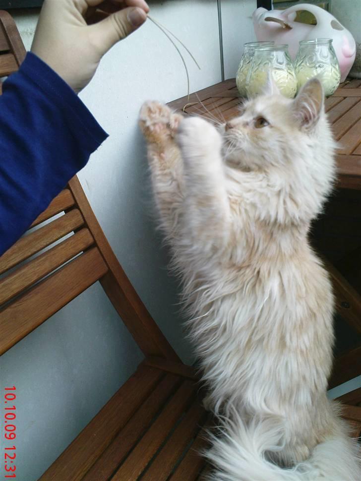 Blanding af racer Bella (P)  billede 5