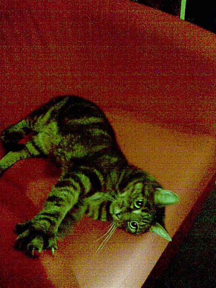 Huskat Bastian billede 6