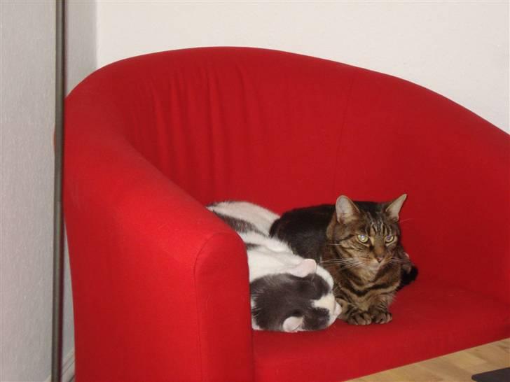 Huskat Bastian billede 7