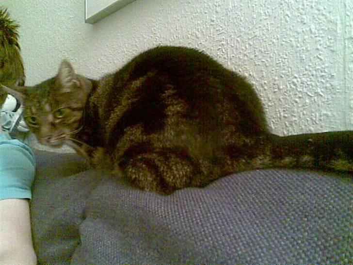 Huskat Bastian billede 8