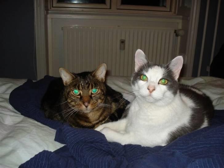 Huskat Bastian - Mig og min bror, Sander. billede 9