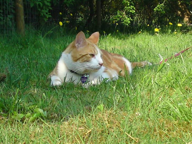 Huskat Anton - hov der flyver en flue derovre billede 9