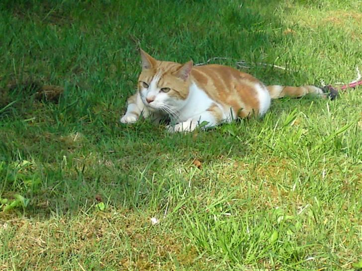 Huskat Anton - jeg er altid klar på leg billede 10