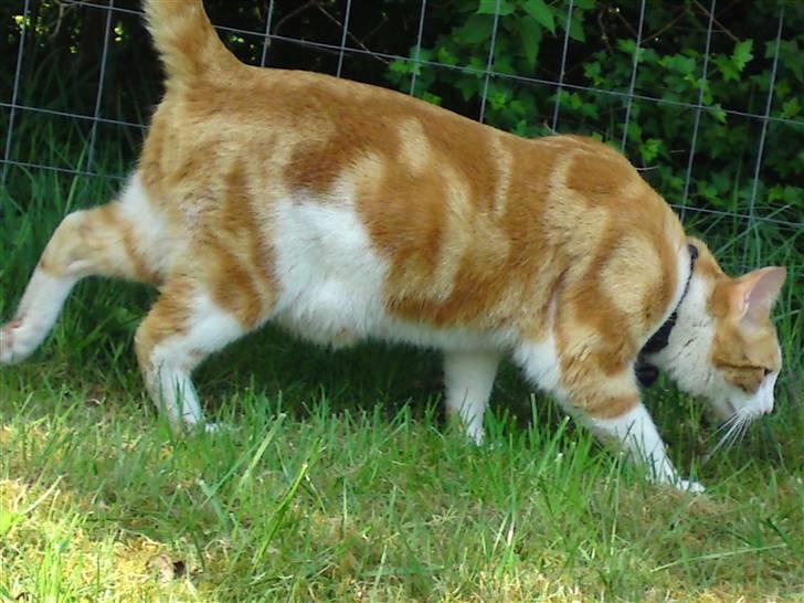 Huskat Anton - Se min smukke farve beklager fedtet der flagre men jeg er altså kastrat billede 11