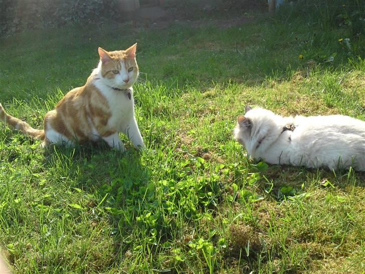 Huskat Anton - Her er min veninde bimse... hun er kun ude i snor billede 12