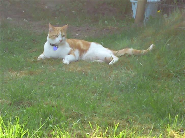 Huskat Anton billede 13