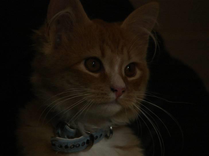 Blanding af racer Monty **SAVNES Stadig** billede 10