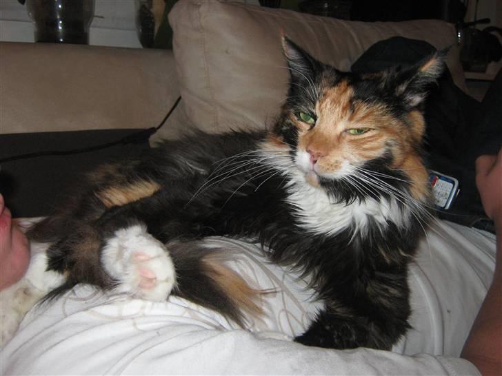 Maine Coon Fie billede 1