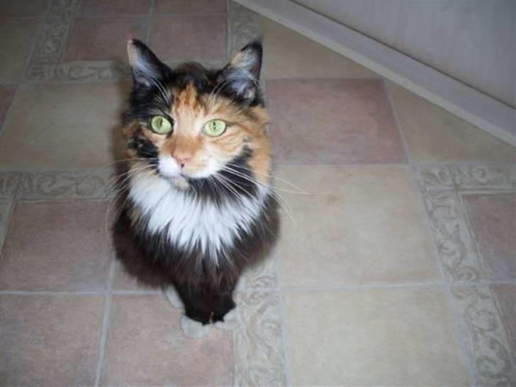 Maine Coon Fie billede 2