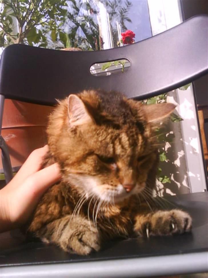 Norsk Skovkat / Huskat Fridolin<3 R.I.P - Velkommen til Frido´s profil <3 læg en bedømmelse & en kommentar. billede 1