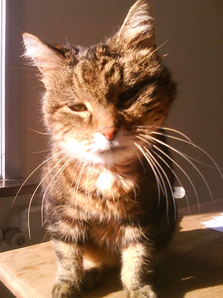 Norsk Skovkat / Huskat Fridolin<3 R.I.P - Min dejlige mulleh. billede 2