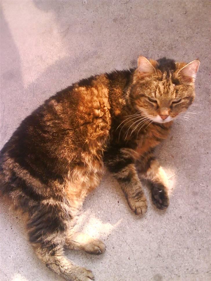 Norsk Skovkat / Huskat Fridolin<3 R.I.P - Hygge på altanen. billede 3