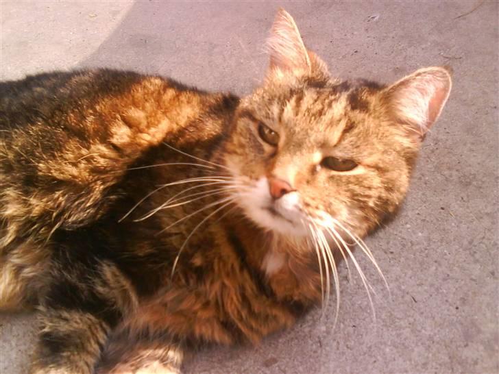 Norsk Skovkat / Huskat Fridolin<3 R.I.P - Smukke. billede 4