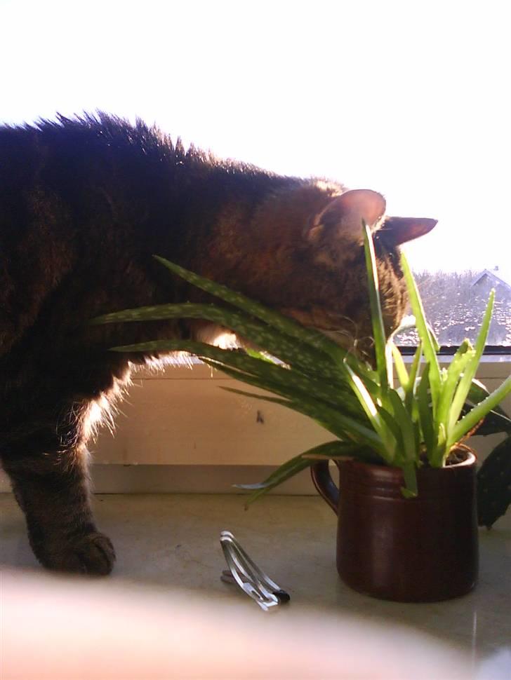 Norsk Skovkat / Huskat Fridolin<3 R.I.P - Snuse til en kaktus? ,,,, hmm :b billede 5