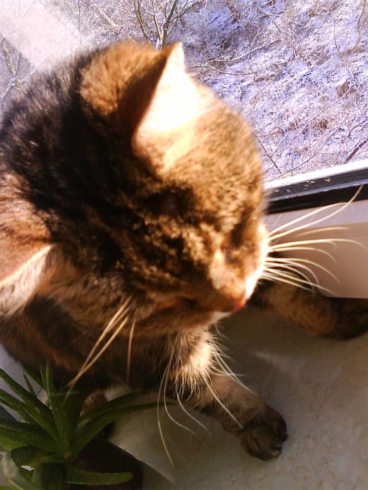 Norsk Skovkat / Huskat Fridolin<3 R.I.P - SNEEE. billede 6