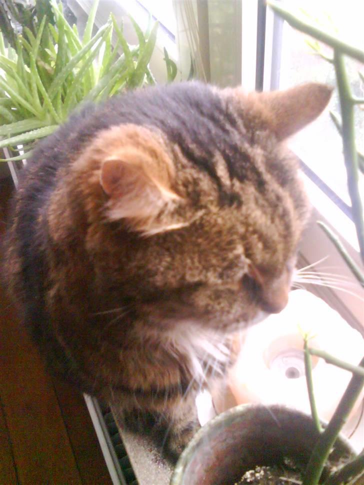 Norsk Skovkat / Huskat Fridolin<3 R.I.P - Læksi. billede 7