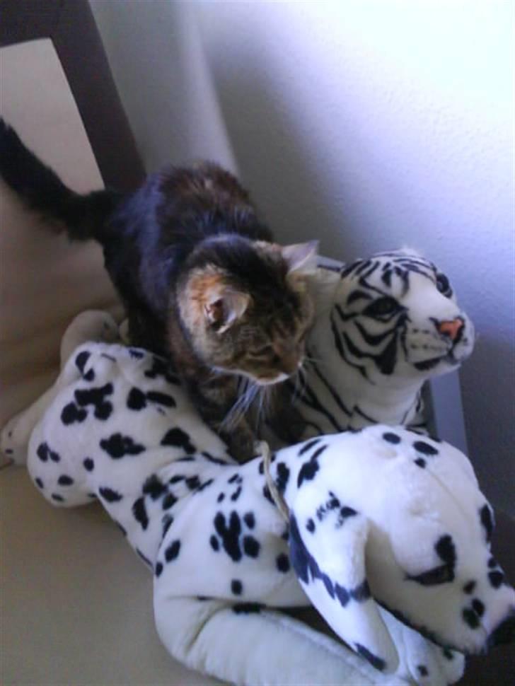 Norsk Skovkat / Huskat Fridolin<3 R.I.P - Wraah. er en tiger :i <3 billede 8