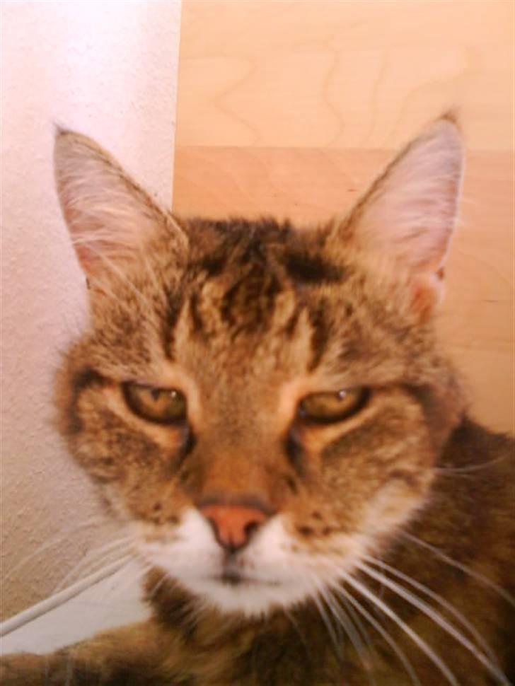 Norsk Skovkat / Huskat Fridolin<3 R.I.P - Arh? søvnig.. billede 9