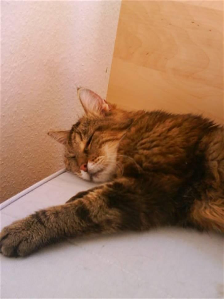 Norsk Skovkat / Huskat Fridolin<3 R.I.P - Frido & hendes morfar xD billede 10