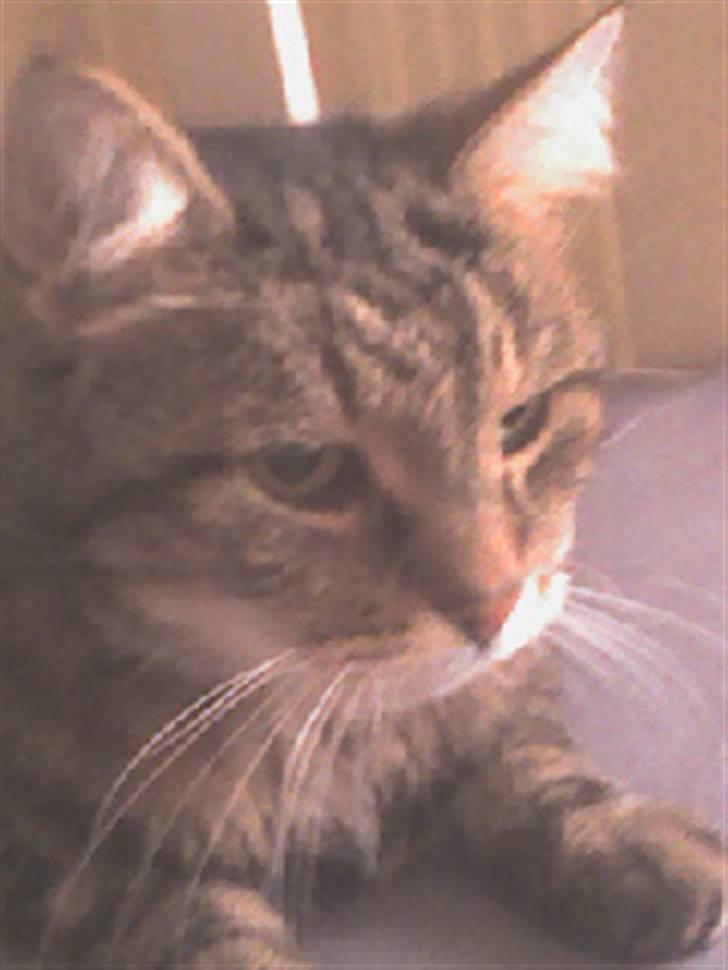 Norsk Skovkat / Huskat Fridolin<3 R.I.P - Smuuuuuk. billede 11