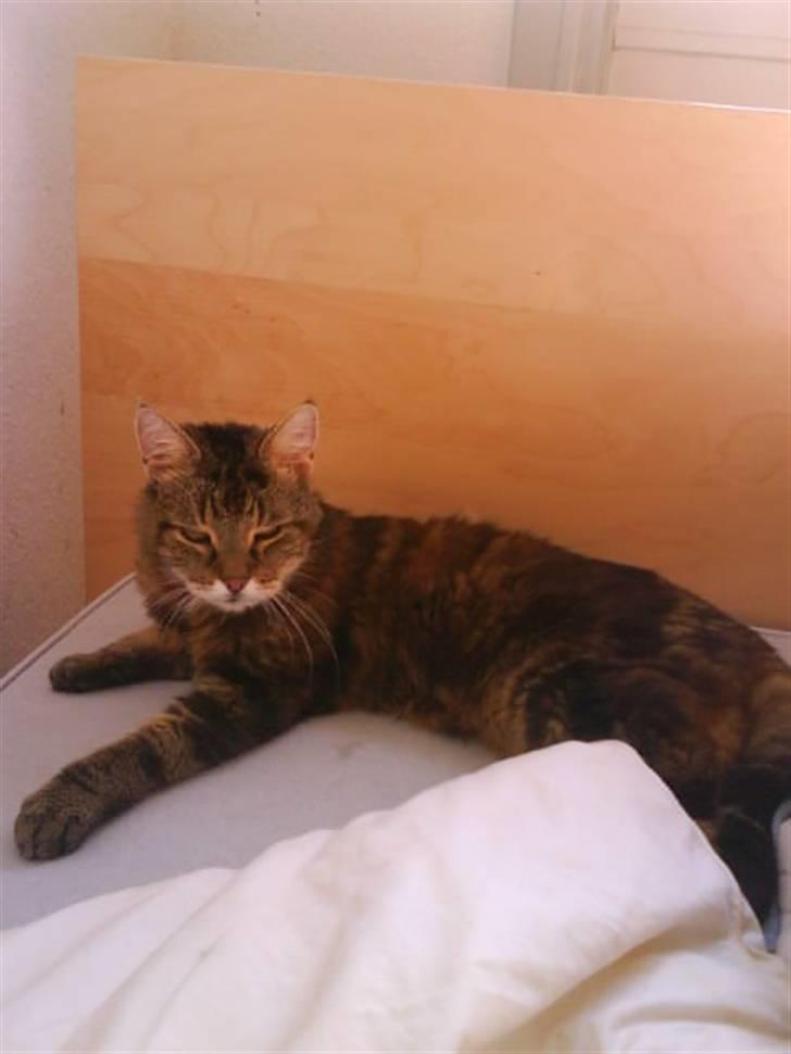 Norsk Skovkat / Huskat Fridolin<3 R.I.P - <3 billede 12