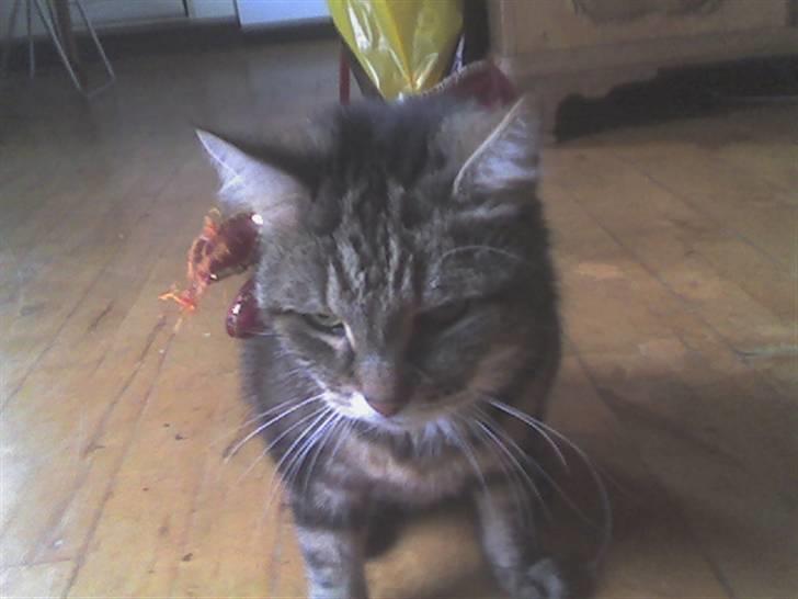 Norsk Skovkat / Huskat Fridolin<3 R.I.P - Frido & hendes jule sløjfe :P <3 billede 13