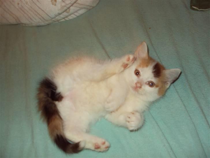 Blanding af racer Latika  billede 1