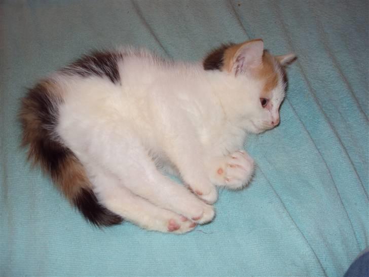 Blanding af racer Latika  billede 2