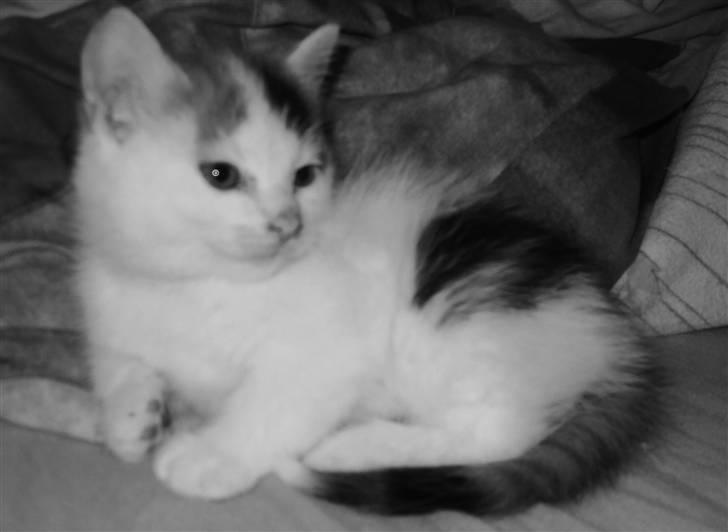 Blanding af racer Latika  billede 3