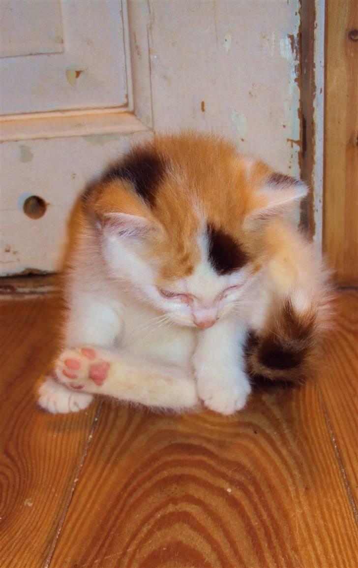 Blanding af racer Latika  billede 4