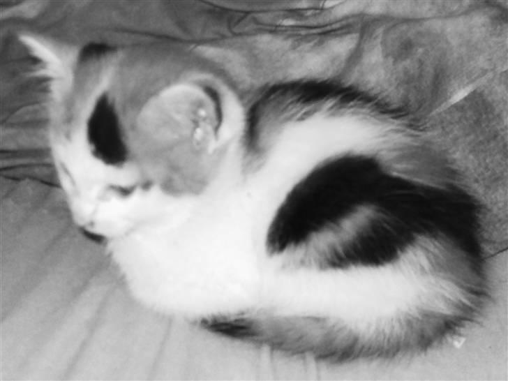 Blanding af racer Latika  billede 5