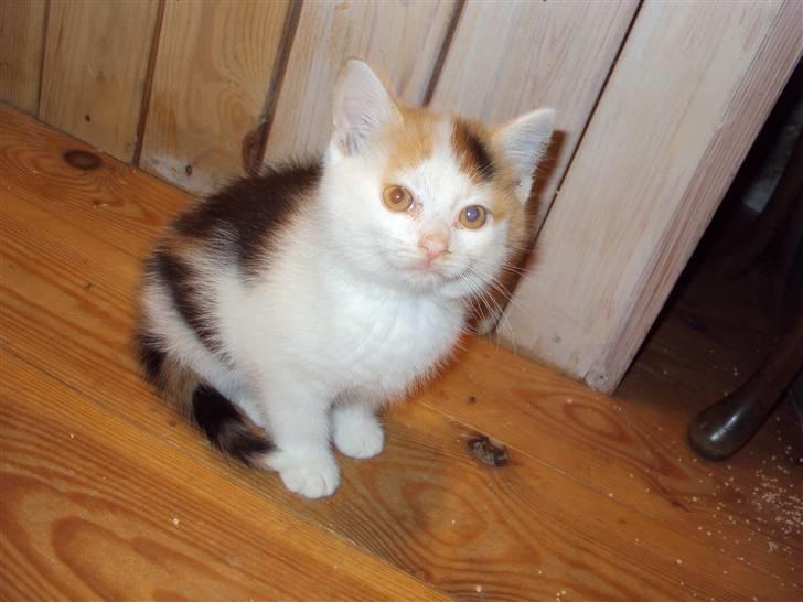 Blanding af racer Latika  billede 6